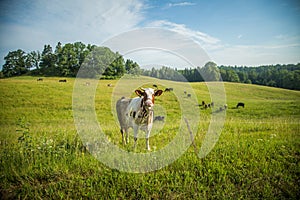 Cows grazing in the meadow in sunny summer day.