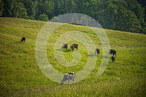 Cows grazing in the meadow in sunny summer day.