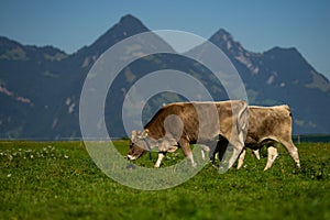 Cows are grazing on a meadow in Switzerland. Cattle pasture in a green field.