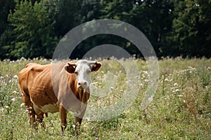 Cows grazing in the meadow. Ukraine, Cherkasy.