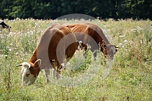 Cows grazing in the meadow. Ukraine, Cherkasy.