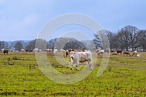 Cows grazing at a moor. Picture from Revingehed, Scania, Sweden