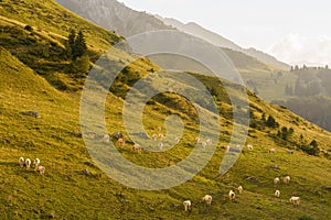 Cows grazing in the mountain meadows in the pyrenees