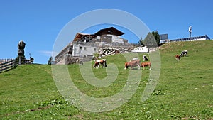 Cows grazing in the mountains