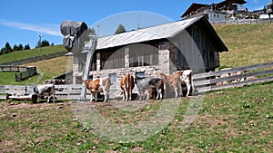 Cows grazing in the mountains