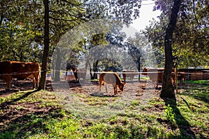 Cows grazing in the mountains