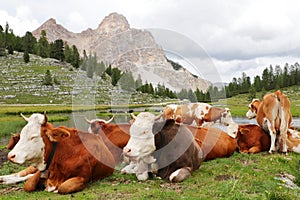 Cows grazing in moutain meadows