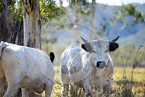 Cows Grazing on Native Pastures: A Serene Ranching Experience in America