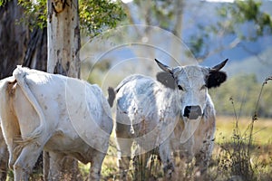 Cows Grazing on Native Pastures: A Serene Ranching Experience in America