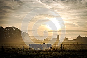 Cows grazing near church