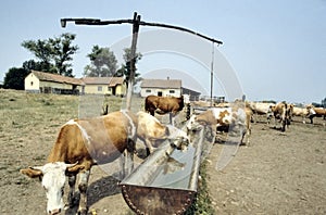 Cows grazing near a shadoof