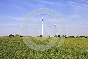 Cows grazing near wind turbines