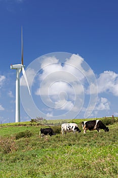 Cows grazing next to a wind turbine