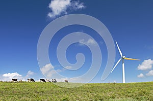 Cows grazing next to a wind turbine