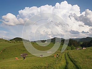 Cows grazing and old wood houses in romanian mountains