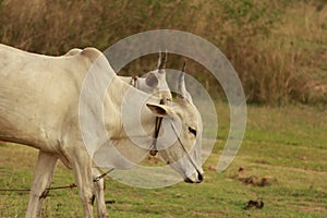 Cows are grazing in the partially filled lake. It usually be the place where grass grows and shephard and cowboys bring animals