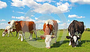 Cows grazing on pasture