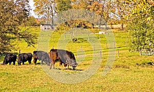 Cows Grazing in Pasture