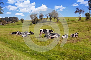 Cows grazing on pasture