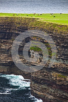 Cows Grazing in Pasture Above Ocean Cliffs.