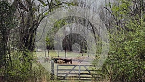 Cows grazing in a pasture behind a locked gate on a farm in rural Georgia on a cloudy day