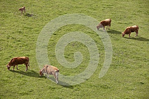 Cows grazing in the pasture. Cattle and livestock. Countryside