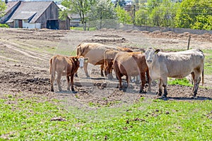 Cows grazing on pasture