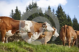 Cows grazing in pasture. Farming. Tirol region. Austria