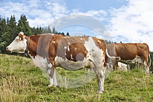 Cows grazing in pasture. Farming. Tirol region. Austria