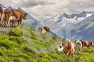 Cows grazing in pasture. Farming. Tirol region. Austria