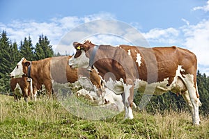 Cows grazing in pasture. Farming. Tirol region. Austria