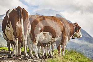 Cows grazing in pasture. Farming. Tirol region. Austria