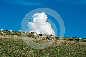 Cows grazing on a pasture with a fluffy cloud.