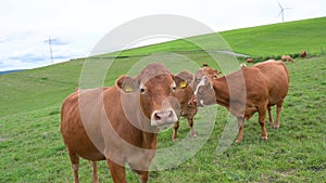 Cows grazing on pasture in Germany, species appropriate animal husbandry, farmland meadow