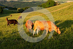 Cows grazing on pasture in Germany, species appropriate animal husbandry, farmland meadow