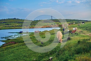 Cows grazing in a pasture meadow of Extremadura with a lake in the background photo