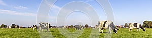 Cows grazing in the pasture, milk cattle, peaceful and sunny in Dutch landscape of flat land with a blue sky