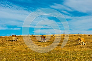 Cows grazing on meadow