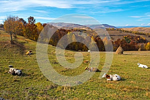 Cows grazing on meadow