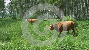 Cows grazing on pasture near the river