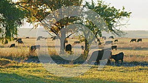 Cows grazing pasture. Young black cow on pastures. Cows in field at sunset. Static view.