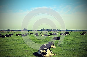 cows grazing in the plain