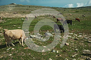 Cows grazing on poor pasture filled with stones