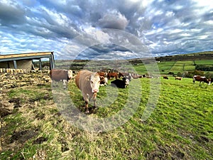 Cows grazing and relaxing on a sloping pasture near, Haworth, Yorkshire, UK