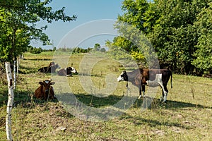 Cows grazing and resting on a pasture in the summertime