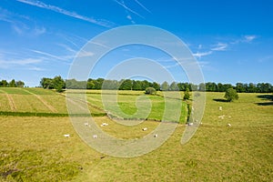 Cows grazing on rolling Morvan pastures