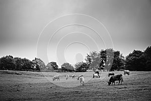 Cows grazing in a rural area.