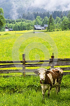 Cows grazing in rural Austria