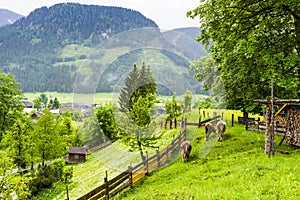 Cows grazing in rural Austria