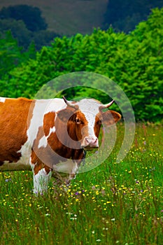 Cows grazing in Semenic Mountains